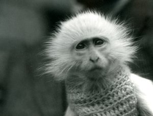 1922年7月にロンドン動物園でセーターを着ているアルビノの旧世界猿、Ceropithecus属（bw写真）